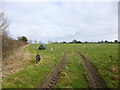 Ashmore, sheep grazing