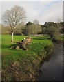 Felled tree, Northbrook Park