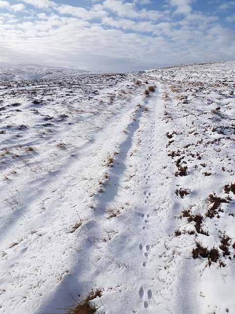 Hare tracks near Nan Davison's Cleugh