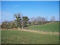 Grazing land with a shelter belt on the outskirts of Mayobridge