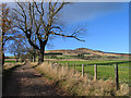 Farm lane north-west from Hallrule