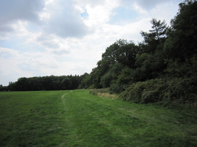 The hedge