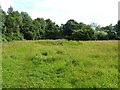 A field behind Back Lane