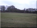 Grazing near Harlington