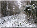 Woodland on the edge of Aylestone Playing Fields