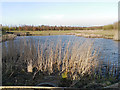 Pond at Clock Face Colliery Country Park