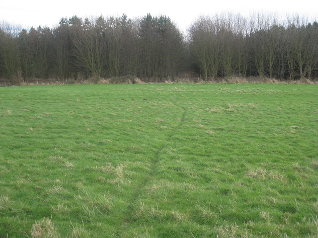 Animal track to the woods