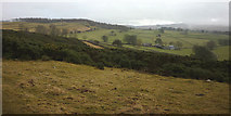 NY5318 : Grassland and gorse, Knipeside Common by Karl and Ali