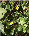 Lesser celandines, Manaton