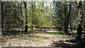 Beech woodland in Wareham Wood