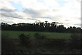 Woodland near Faversham Creek