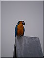 Parrot And Grey Skies