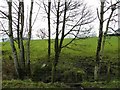 Trees, Garvagh