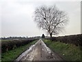 SJ3667 : Lane to Birchenfields Farm, Sealand by Jeff Buck