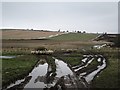 Sheep feeding