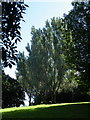 Trees in the Sunlight, Ruskin Park, Walkley, Sheffield