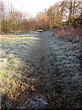 SX8771 : Frost, Aller Brook Local Nature Reserve by Derek Harper