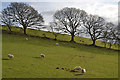 Fields, trees and sheep