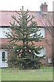 Double Monkey Puzzle Tree