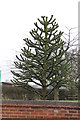 Monkey Puzzle Tree