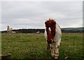 Eager skewbald horse, Hollingbury, Brighton