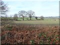 Trees along a field boundary, near Athersley North