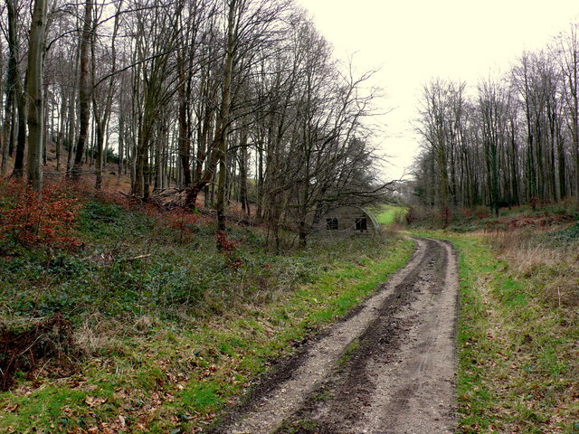 Track in Whatcombe Wood