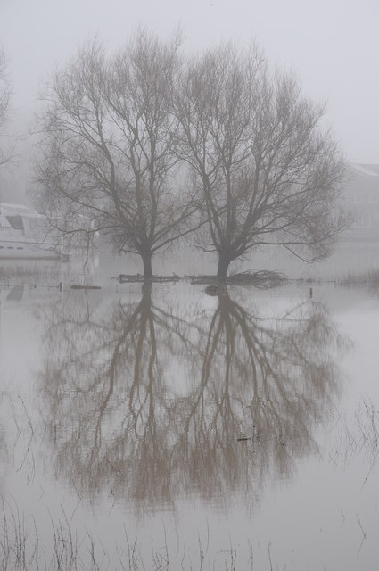 Trees reflected in floodwater