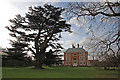 Cedar of Lebanon, Forty Hall, Enfield