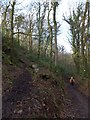 Footpath and permissive path in Little Quarme Wood