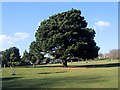 Tree in Buckingham Park