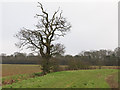 Winter Oak on Field Boundary