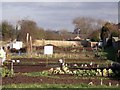 New allotments