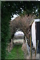 Ivy arch over the footpath to Church End