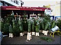 Christmas trees, Flower Station, Park Road NW1