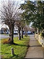 Pollard lime trees, Newgate Street