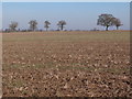 Distant Oak trees