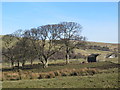 NY8351 : Pastures and copse above Acton Burn by Mike Quinn