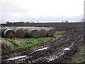NT5923 : Round bales, Roxburghshire by Richard Webb