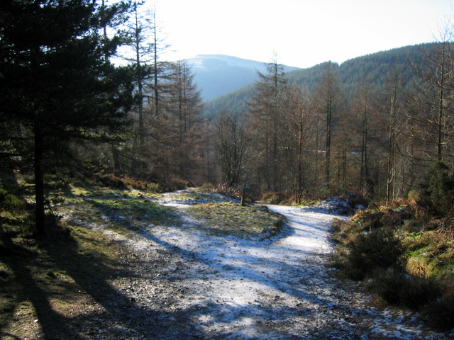 Track junction in Clwyd Forest