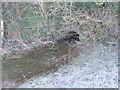 ST9898 : River Thames - Fosse Way Culvert by John M