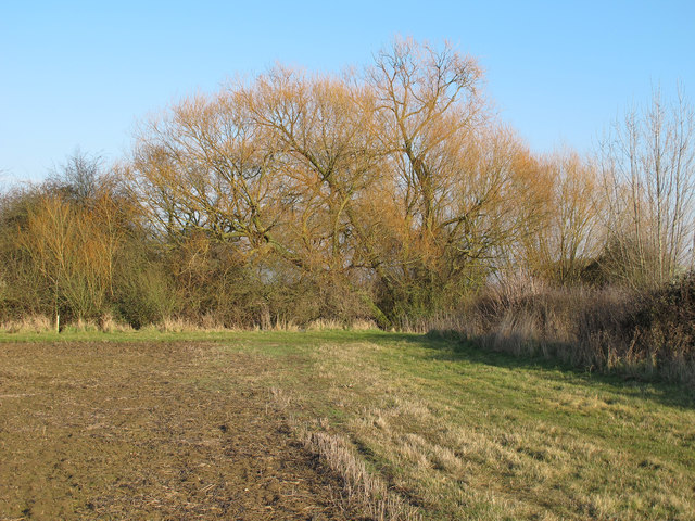 Willow on field boundary, Abbotts Hall... © Roger Jones :: Geograph ...