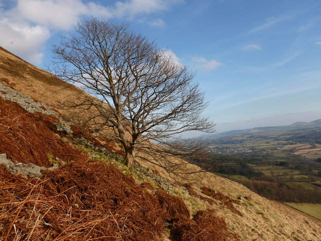 Tree on the southern slope of the Ochils