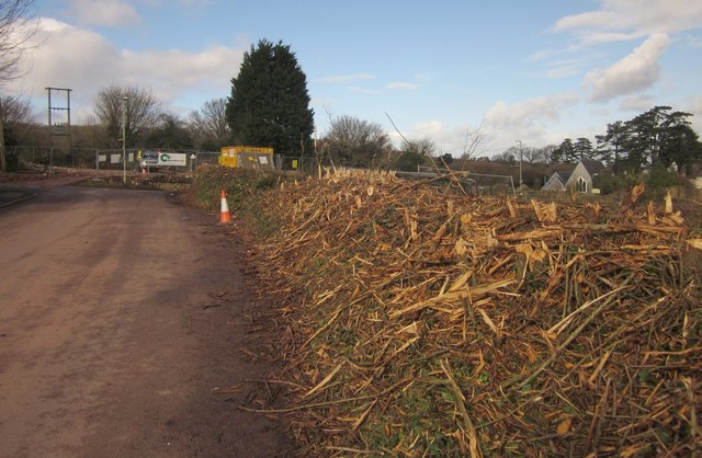 Hedge removal, Edginswell Lane