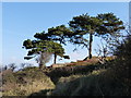 Pine trees by the Mariner