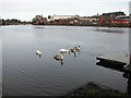 The Swan family, Coleraine