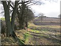 NT6024 : Hedge, Hopton (Roxburghshire) by Richard Webb