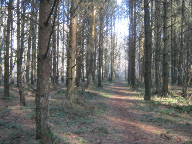 Footpath through The Forest to Bedburn Beck and beyond