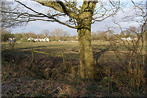 SJ8384 : Fields off Holly Lane by Bill Boaden