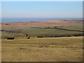 Sheepfold west of Wolf Hills